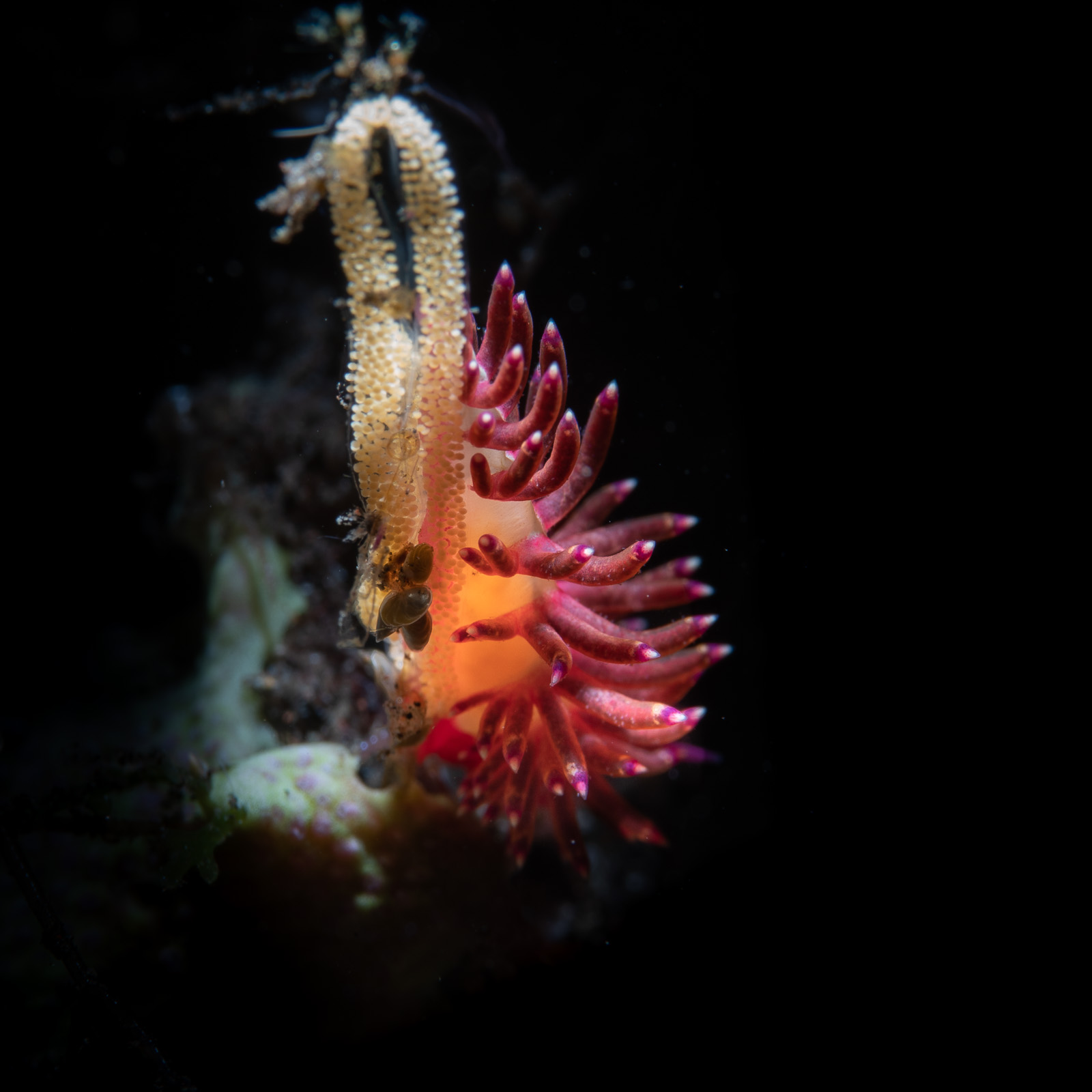 Tulamben