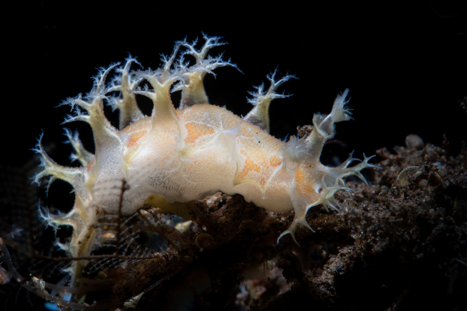 Tulamben