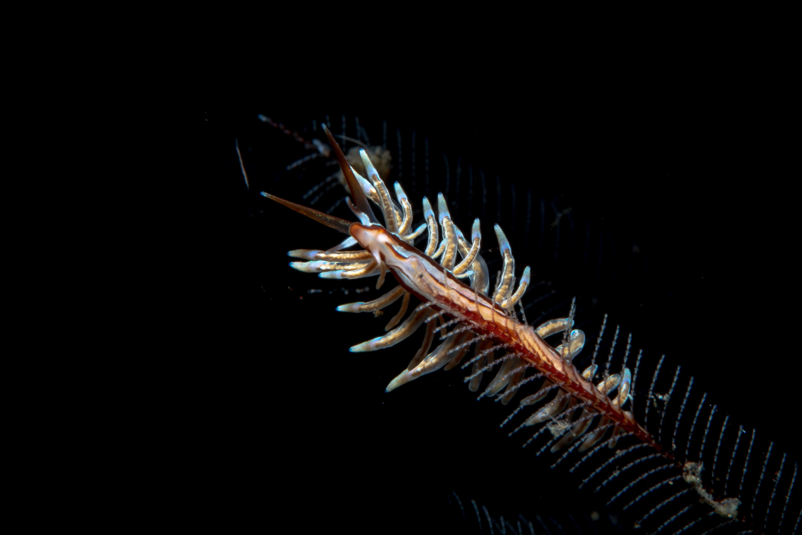 Tulamben