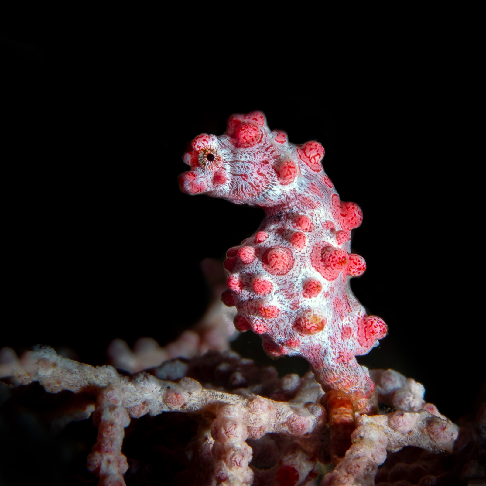 Tulamben