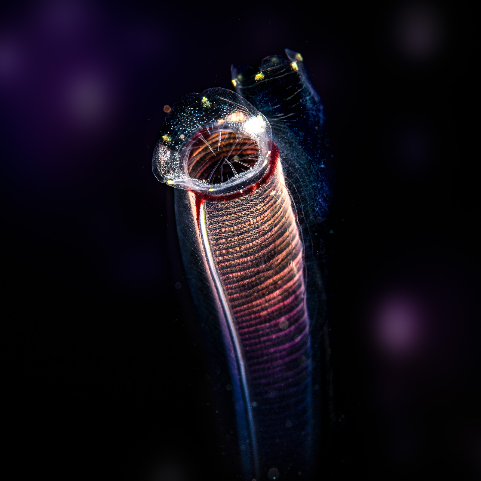 Tulamben