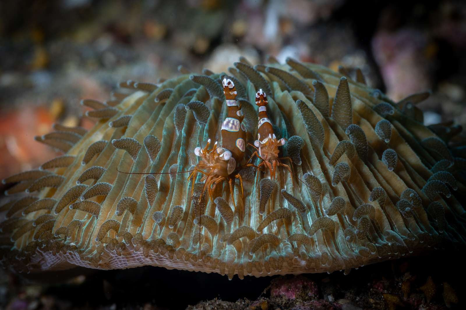 An anemone shrimp a pair of them, Tulamben