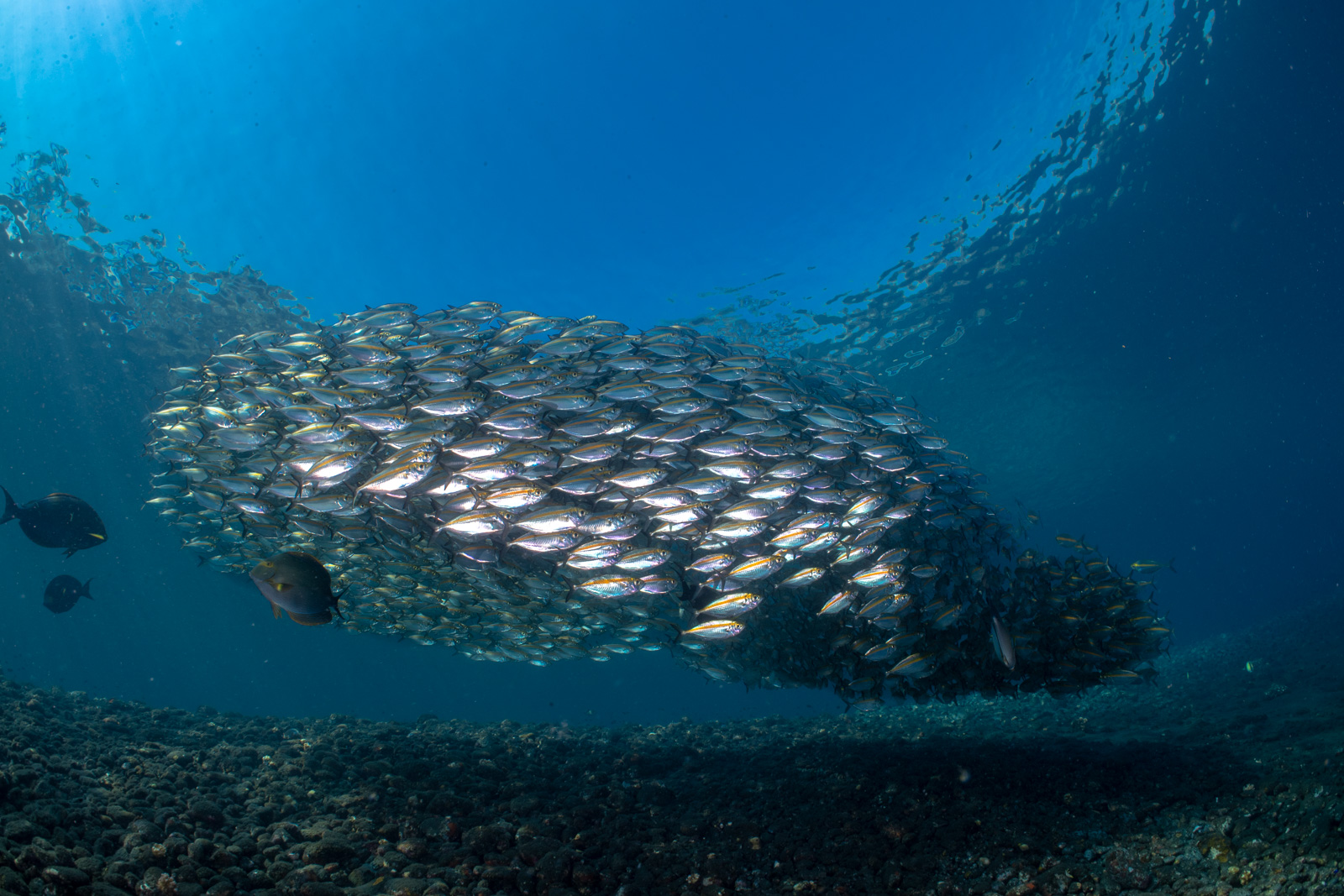 A baitball, Tulamben