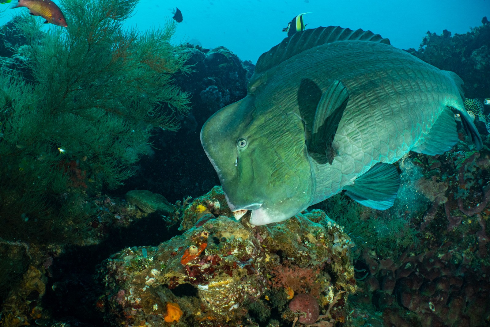A bumphead parrotfish grazing along an encrusted reef, Tulamben