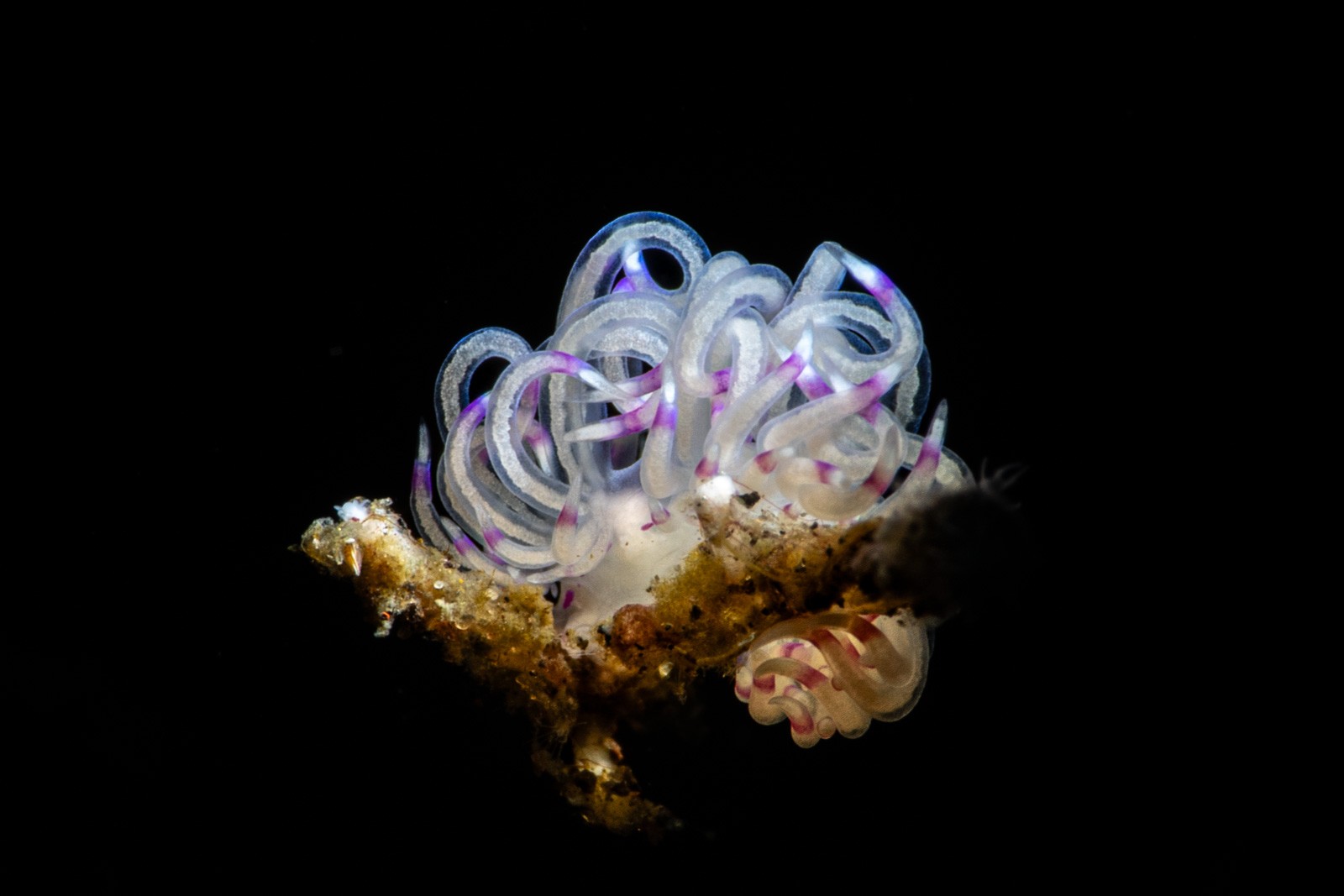 Colonial ascidians, looped and purple-banded, Tulamben
