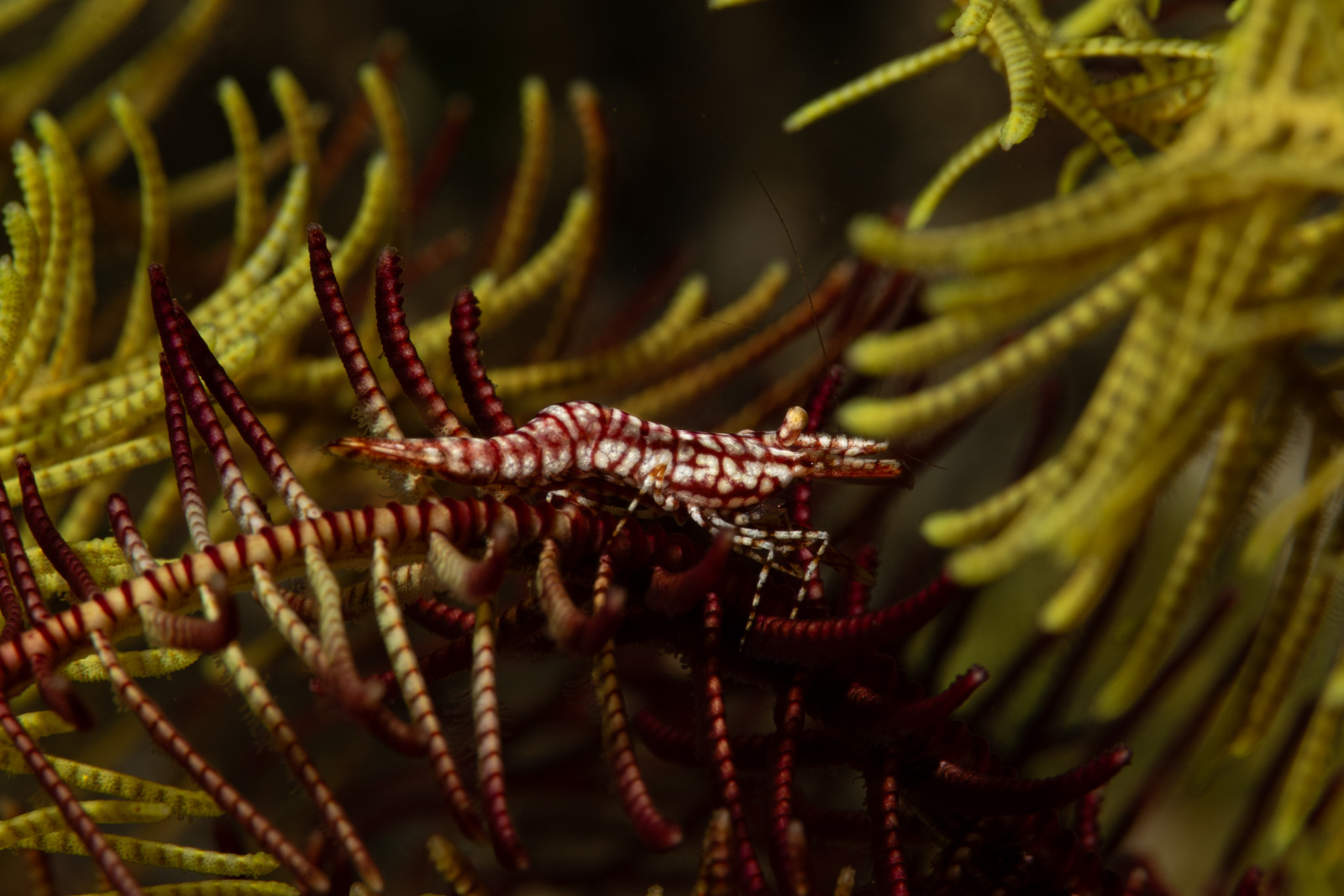 A crinoid in yellow, Tulamben