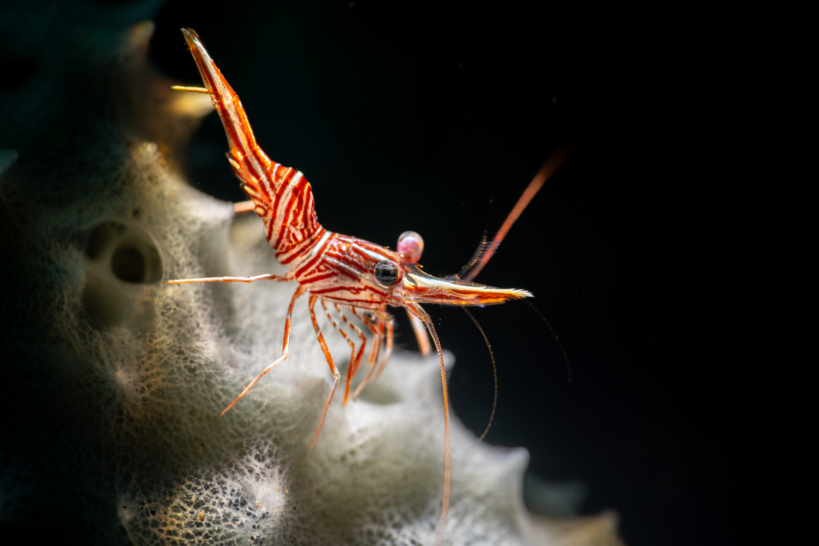 Dancing shrimp on a sponge, Tulamben