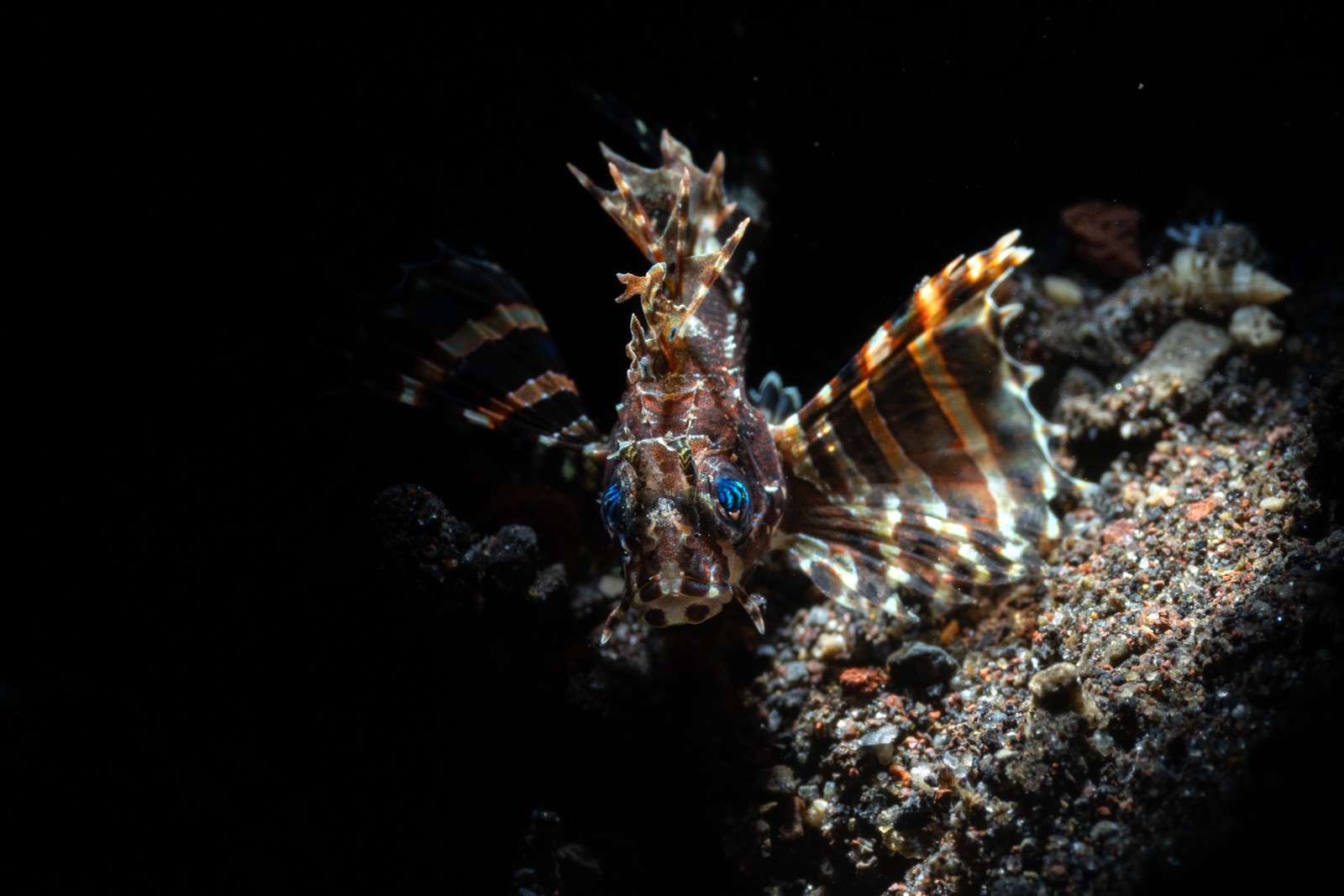 Dwarf lionfish, Dendrochirus, Tulamben