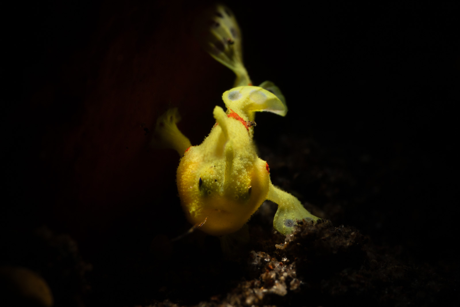 A frogfish in yellow, Tulamben