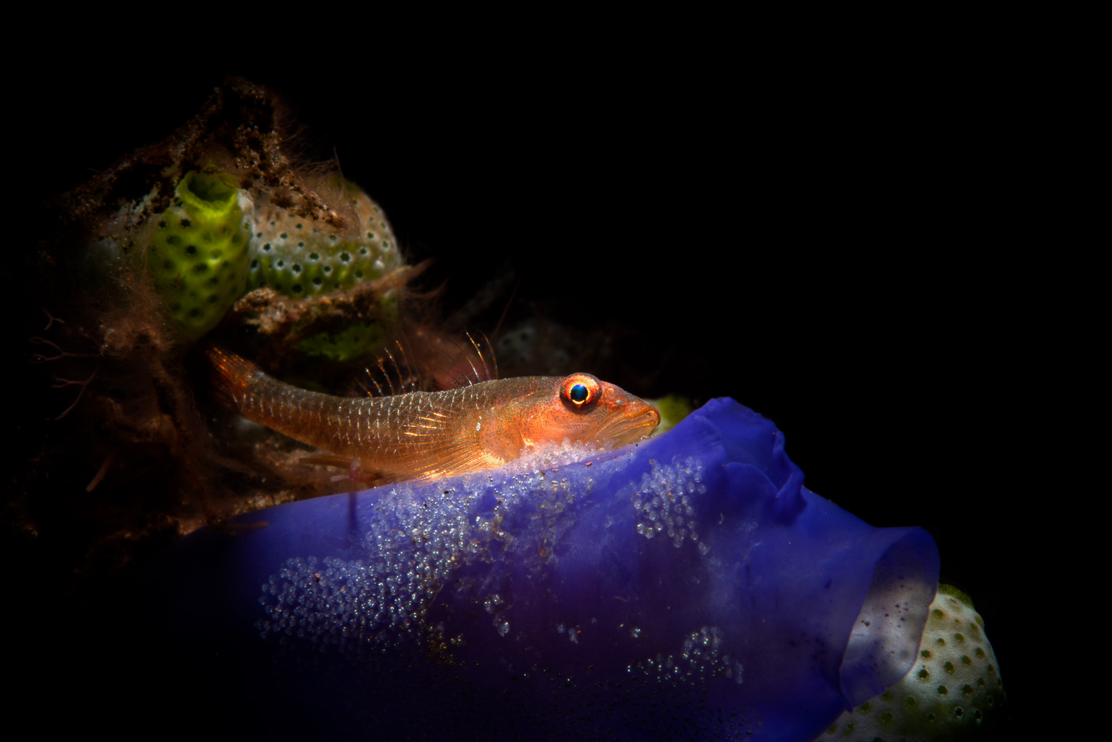 A goby in blue water, Tulamben