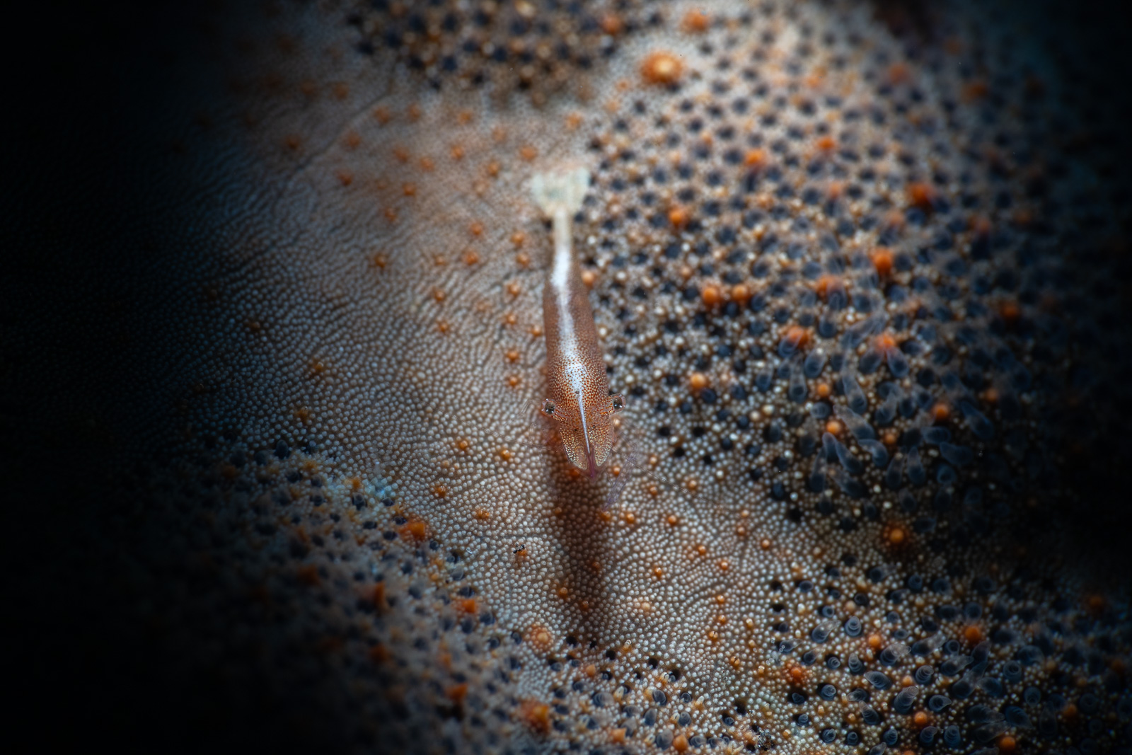 Goby on coral polyps, spotlit, Tulamben
