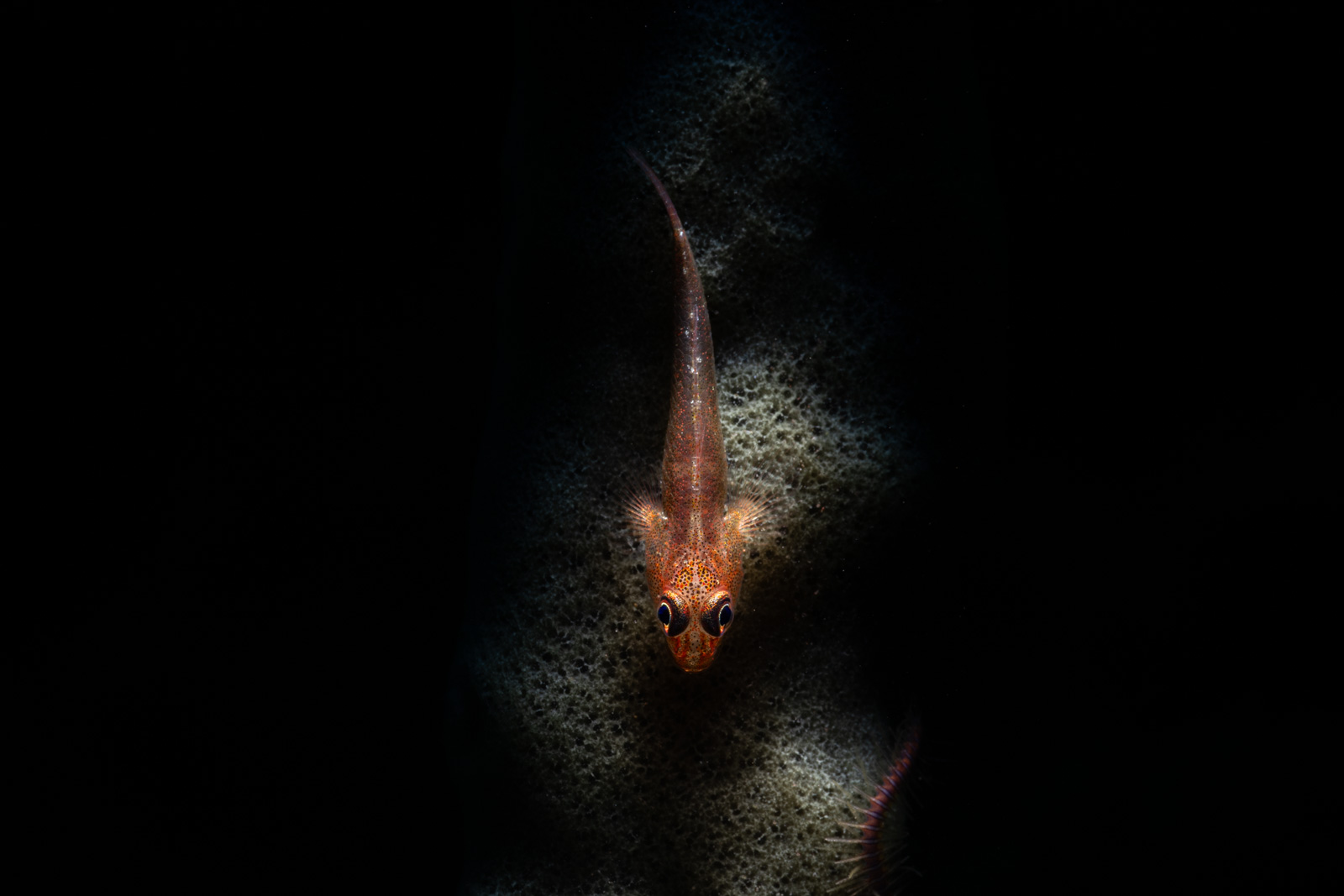 A goby head-on, Tulamben