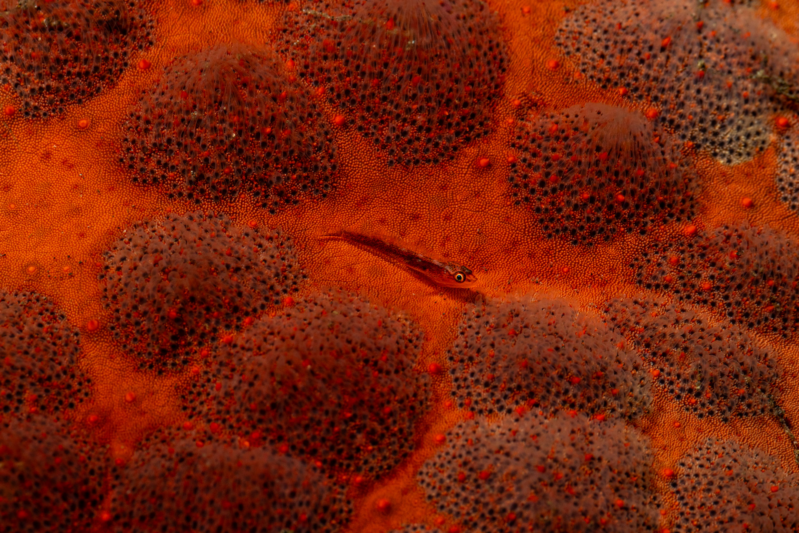 A goby in orange, on coral, Tulamben