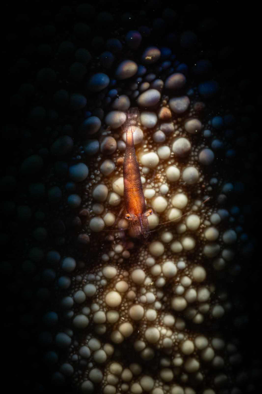 A goby upright in the frame, Tulamben