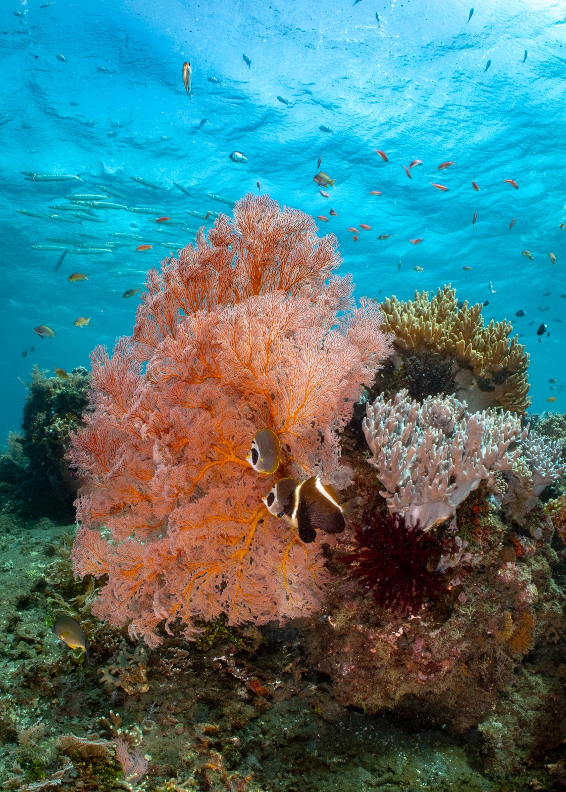 Gorgonian with anemonefish in blue, Tulamben