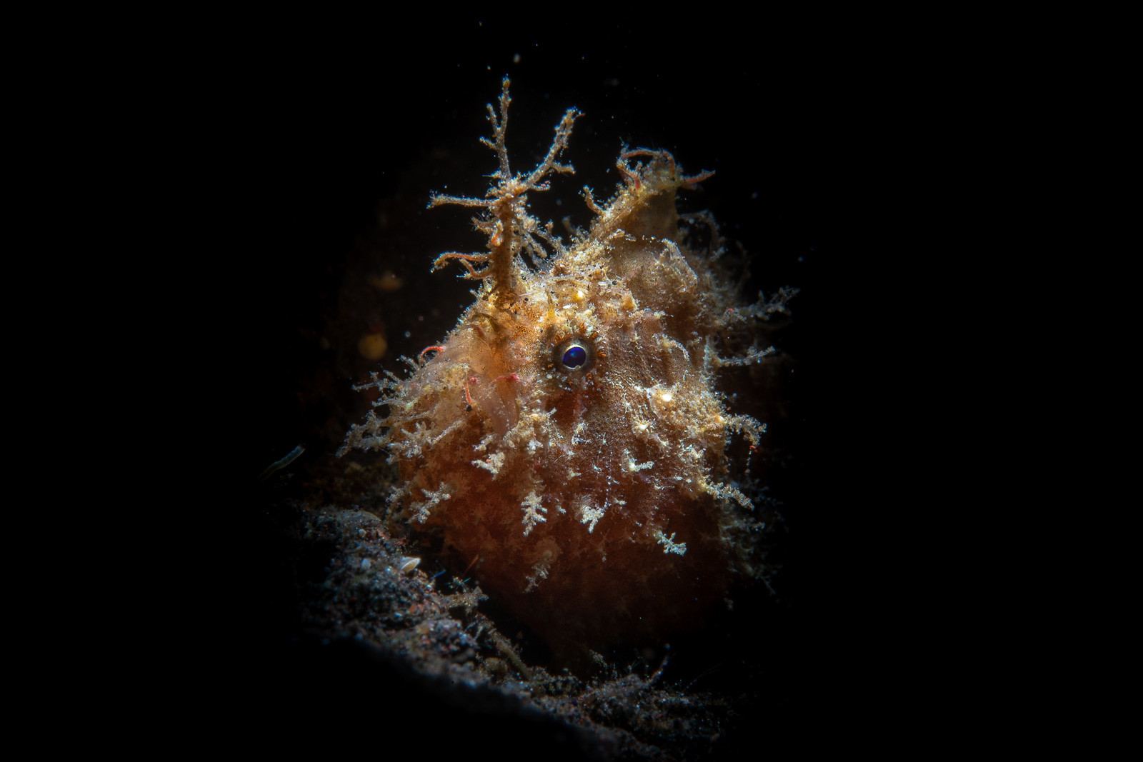 A hairy frogfish, Tulamben