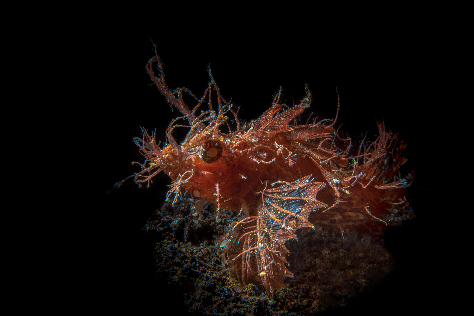 A hairy scorpionfish, Tulamben