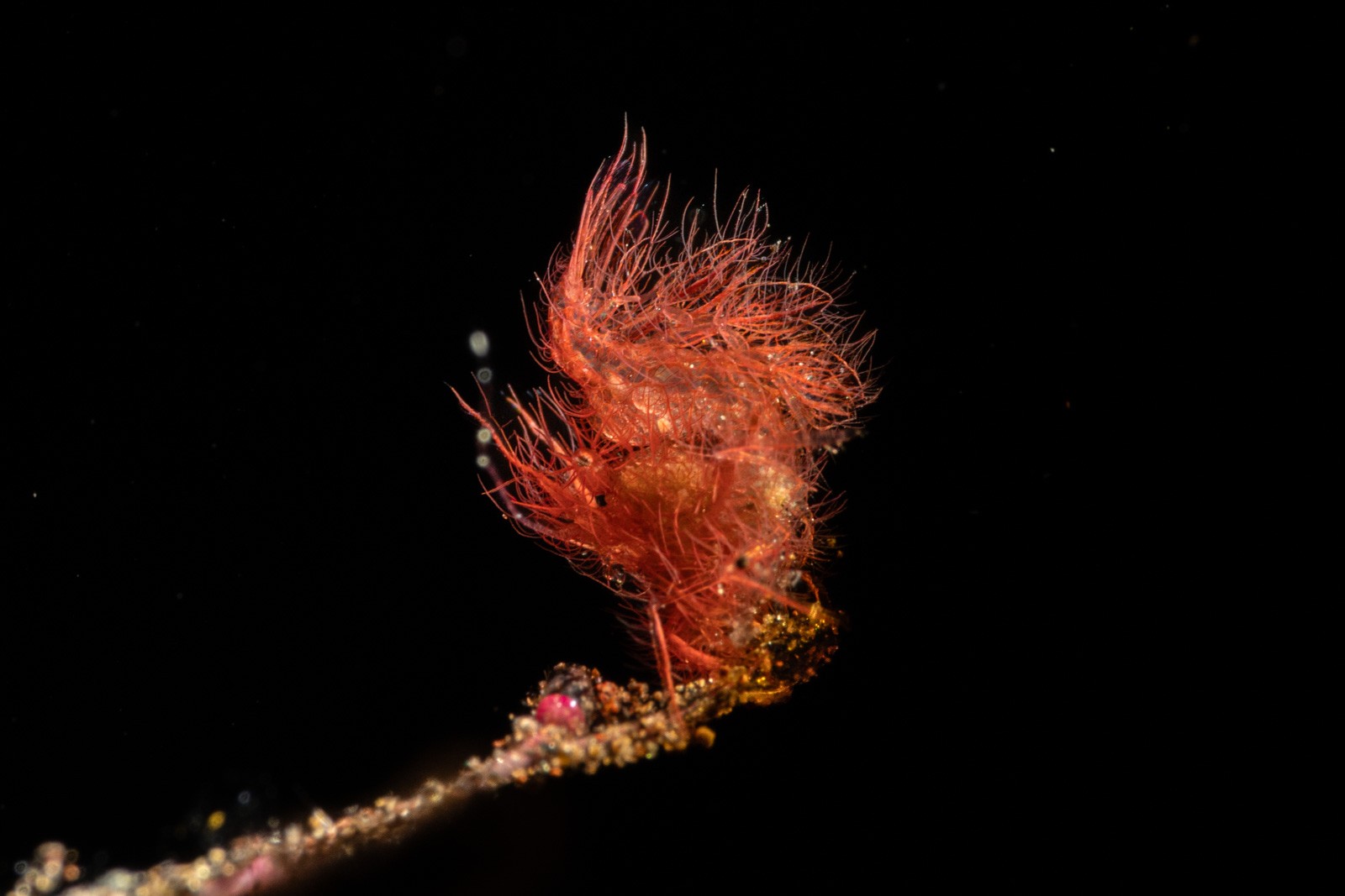 Hairy shrimp, Phycocaris simulans, Tulamben