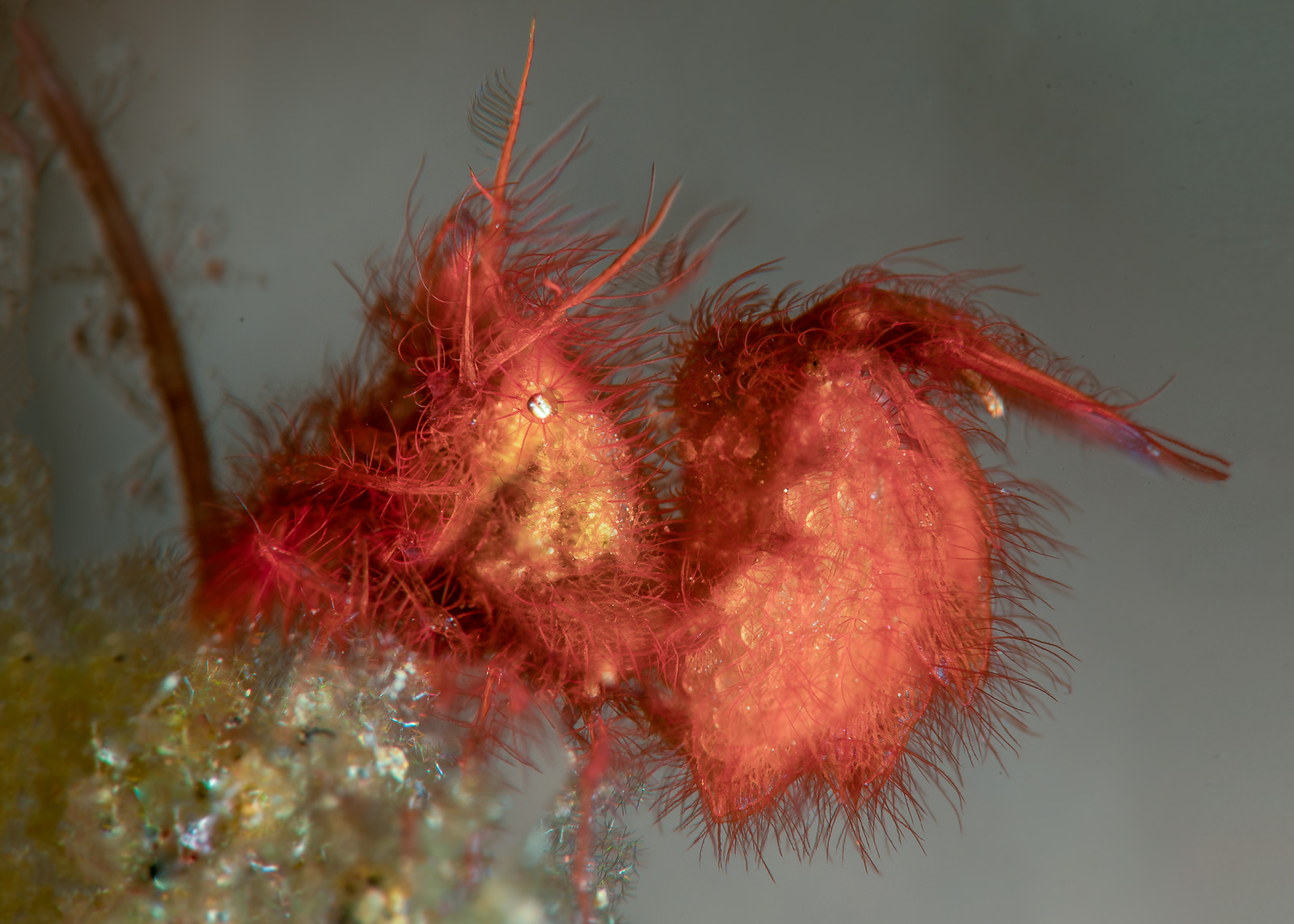 A hairy shrimp, Tulamben