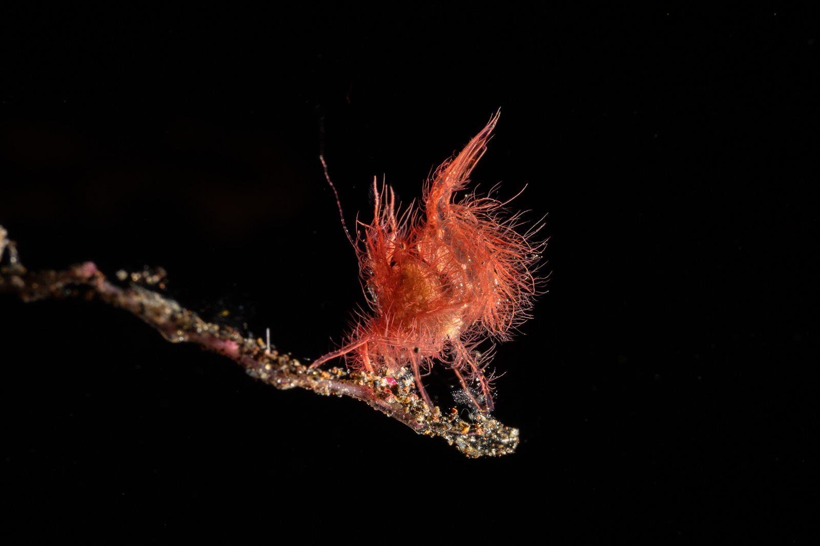 Red hairy shrimp on black, side light, Tulamben