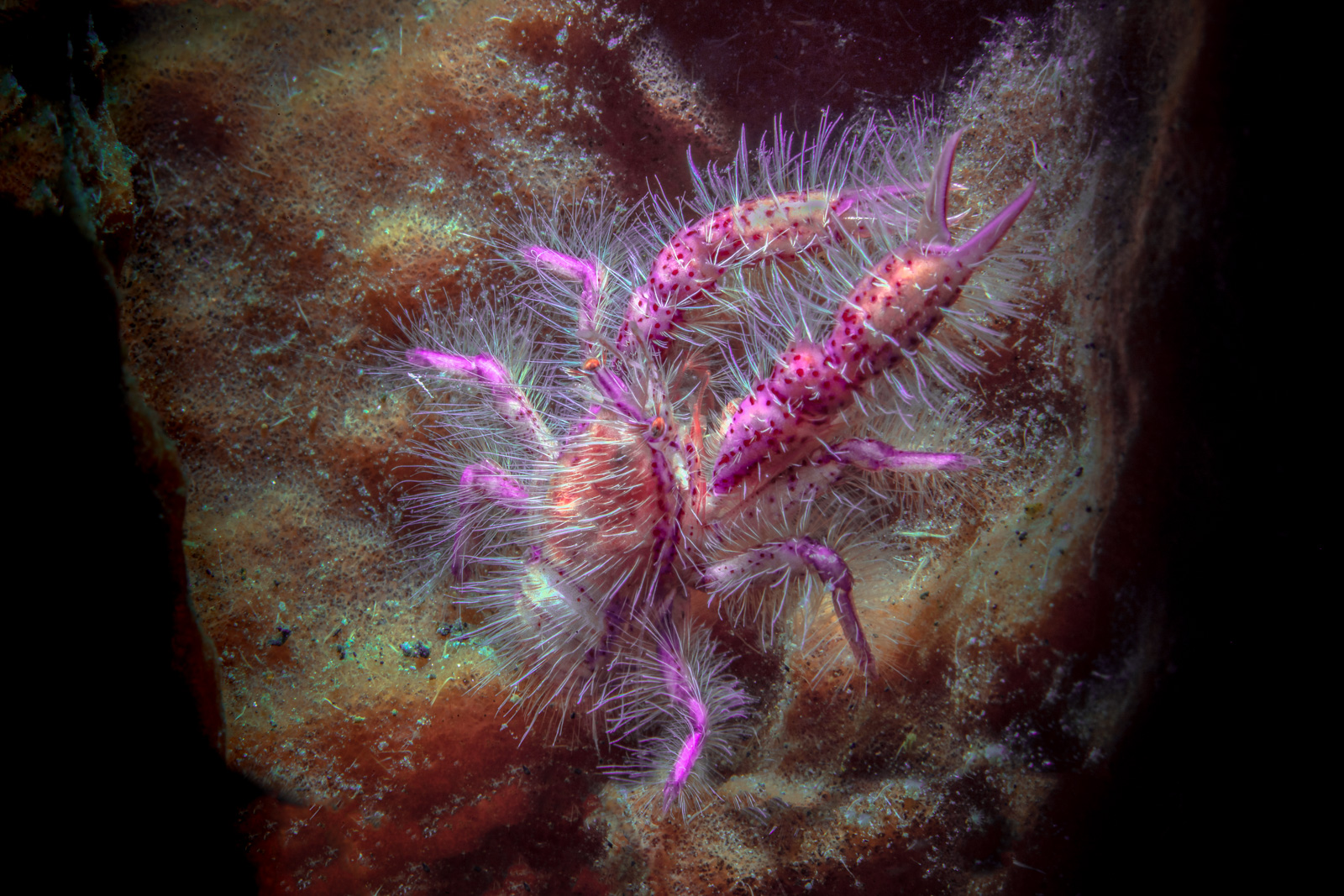 A hairy squat lobster in magenta, Tulamben