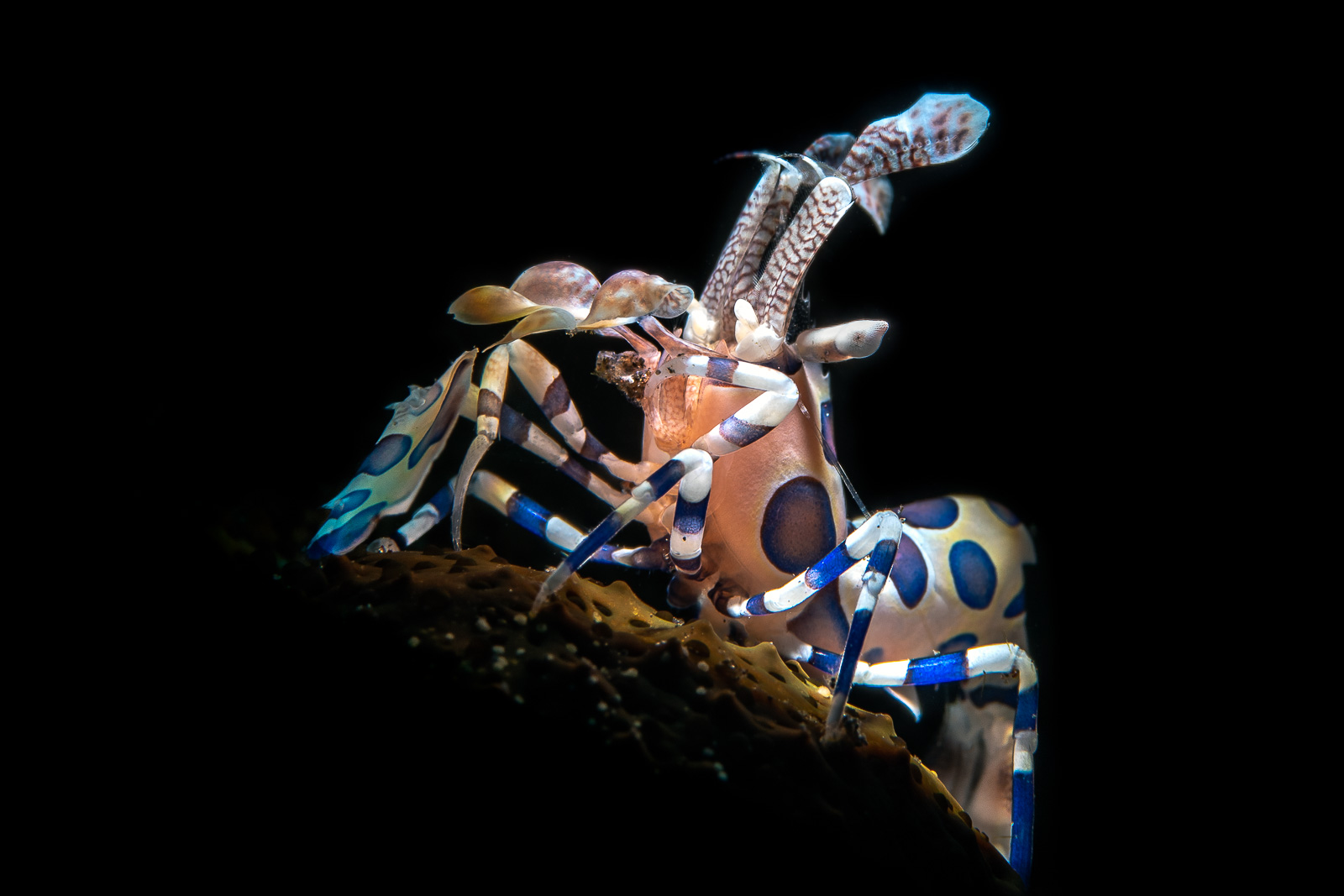 Harlequin shrimp blue, Tulamben