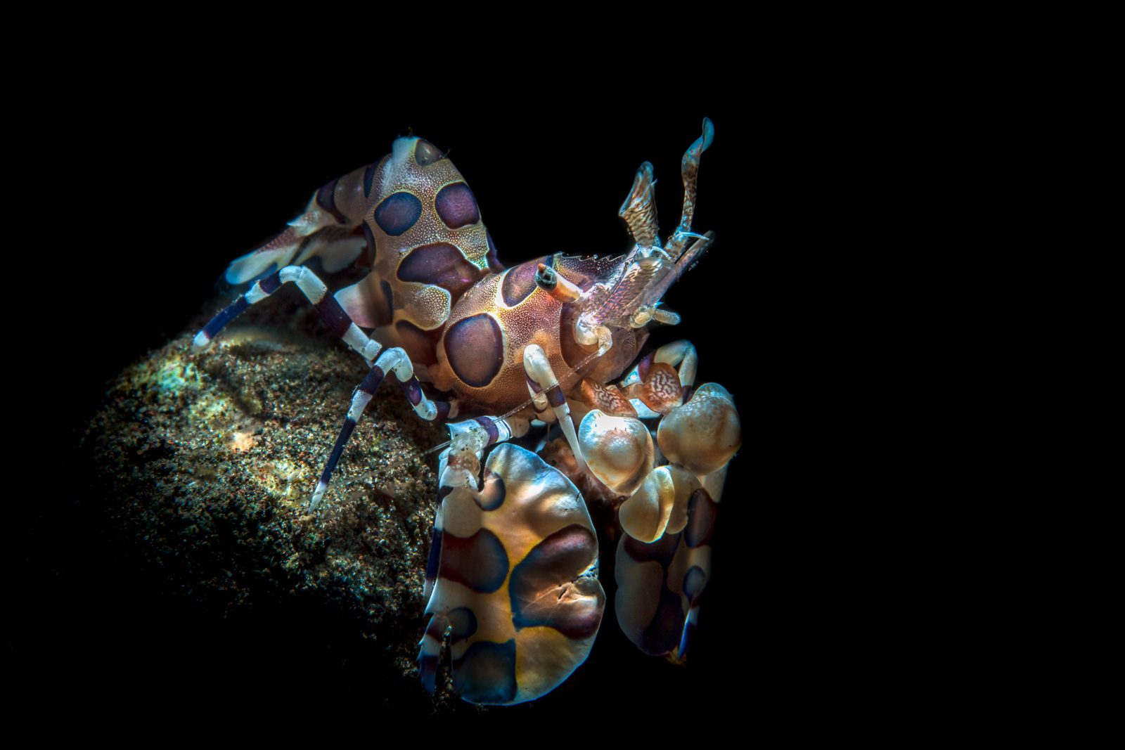 A harlequin shrimp a pair of them, Tulamben