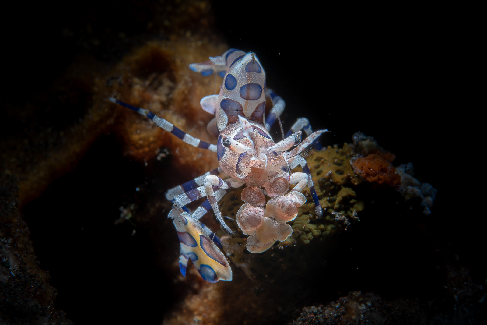 A harlequin shrimp on rubble, Tulamben