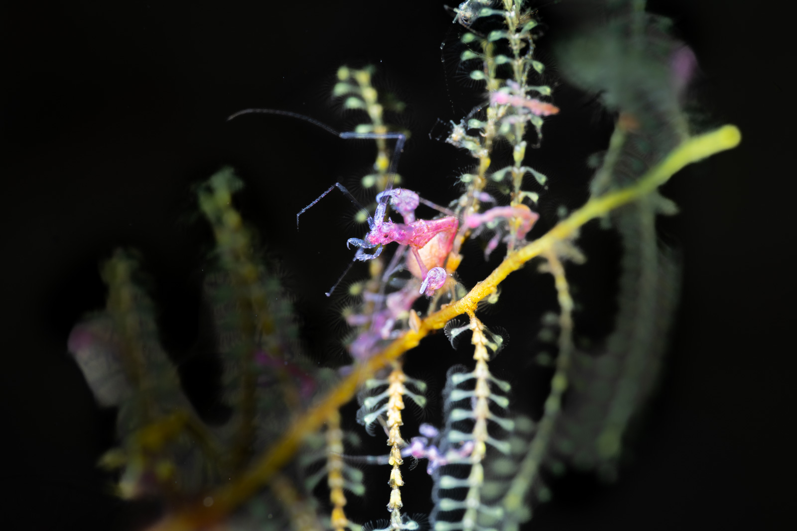 A shrimp among hydroids, Tulamben