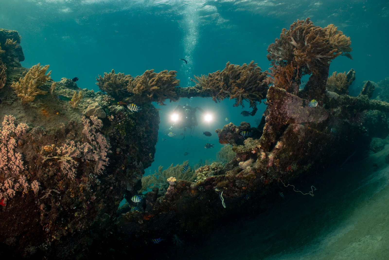 An arch of the Liberty wreck under a school of fish, Tulamben