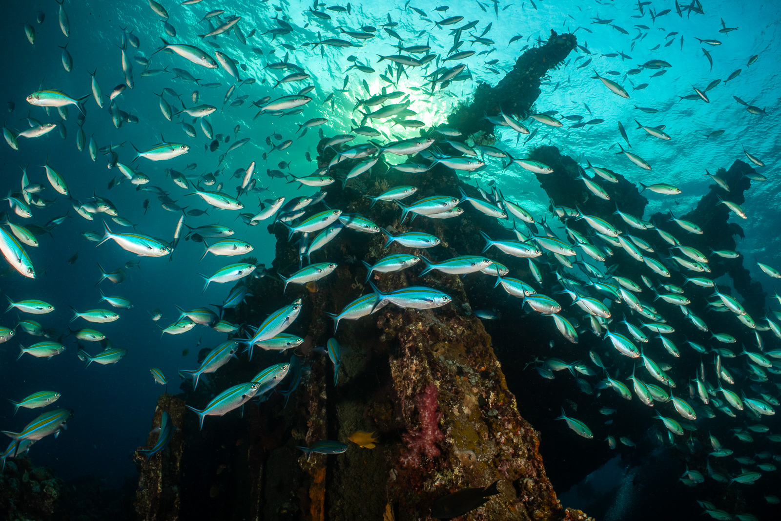 Baitfish, Tulamben