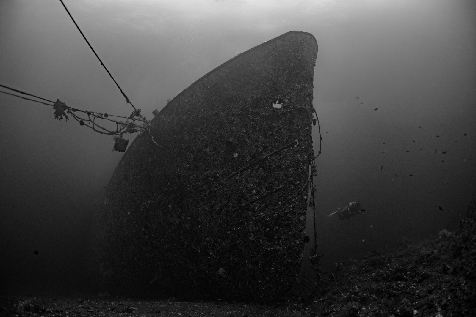 Liberty bow, black and white, Tulamben