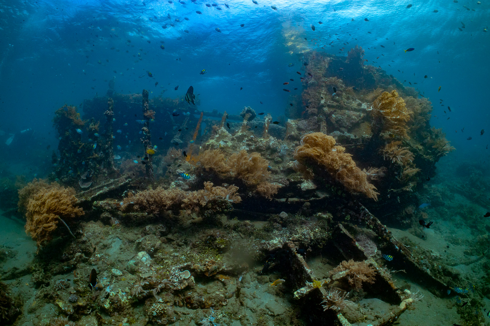 Wreck reefscape, Tulamben