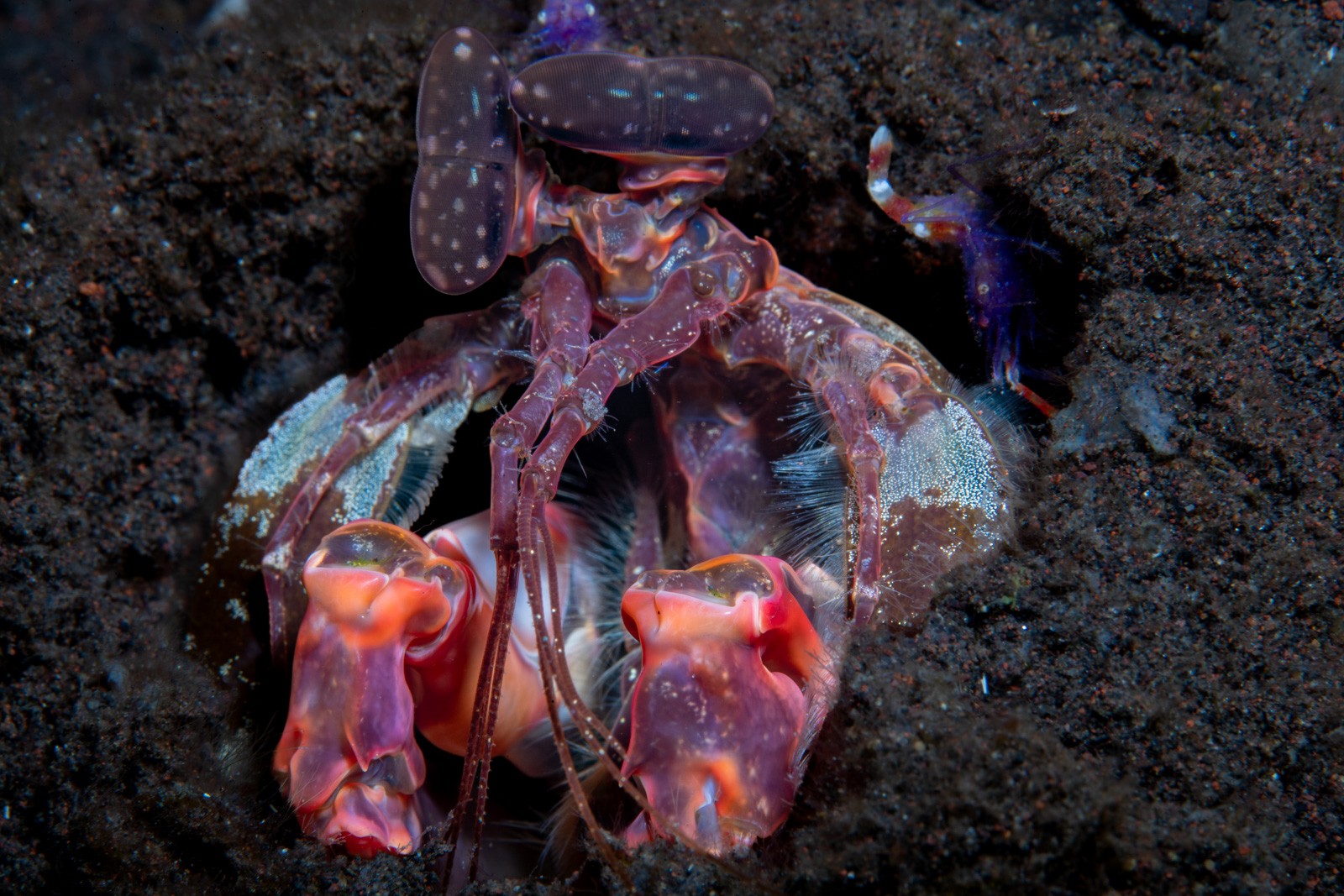A mantis shrimp, Tulamben