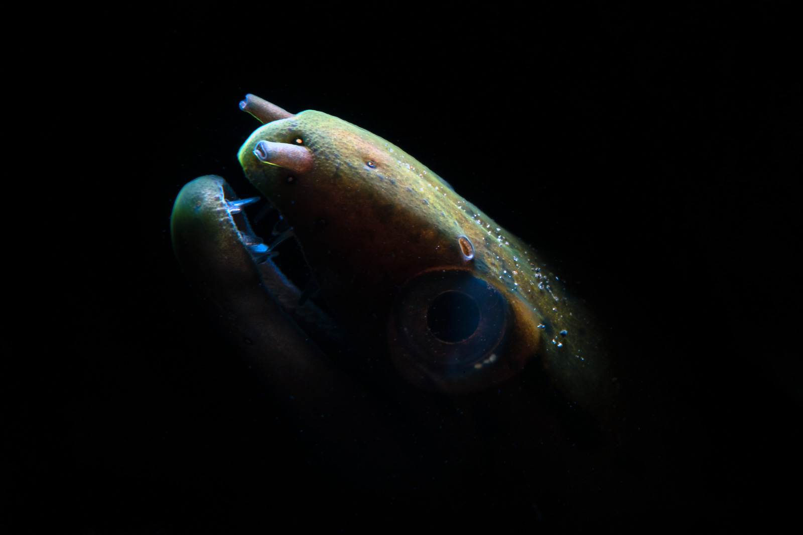 A moray eel as a portrait, Tulamben