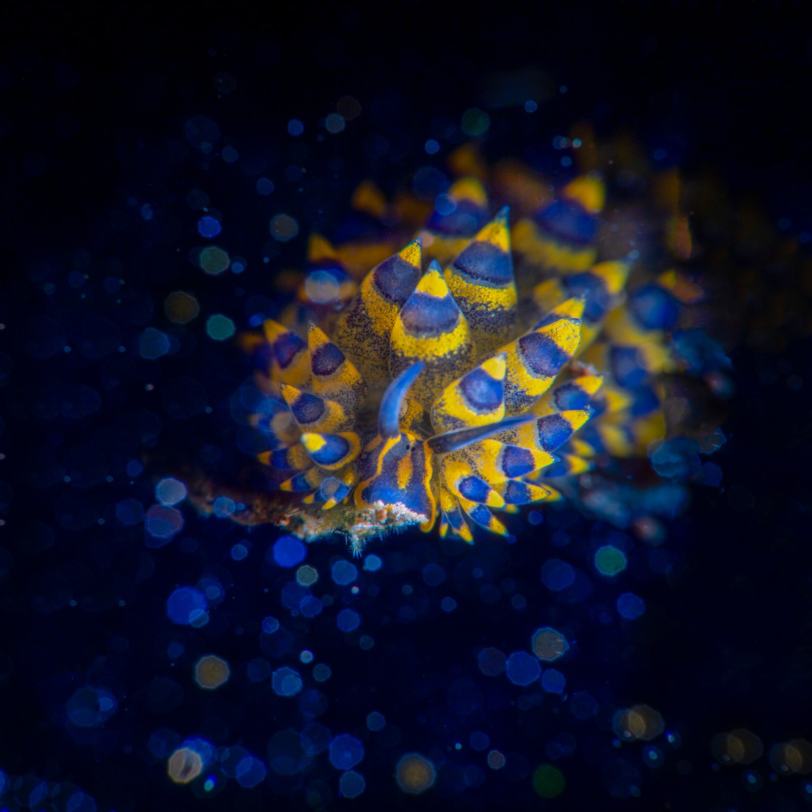 Nudibranch, yellow cones on blue bokeh, Tulamben