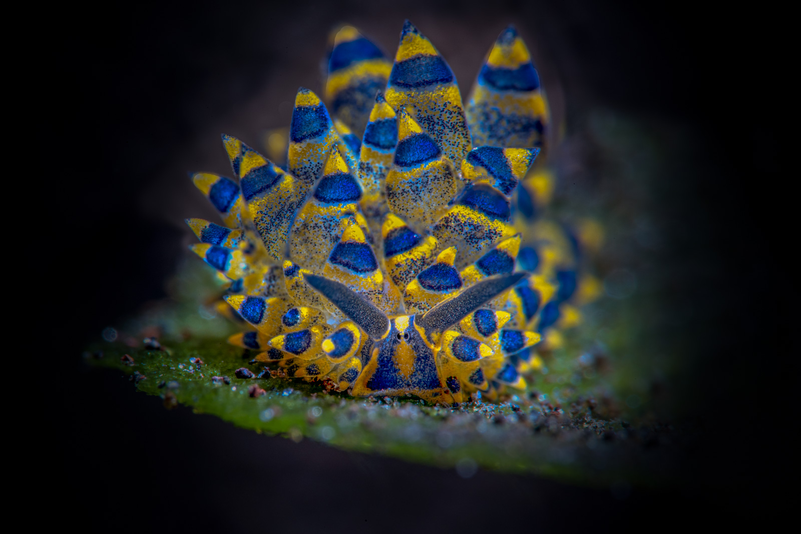 A nudibranch in blue water, in yellow, Tulamben