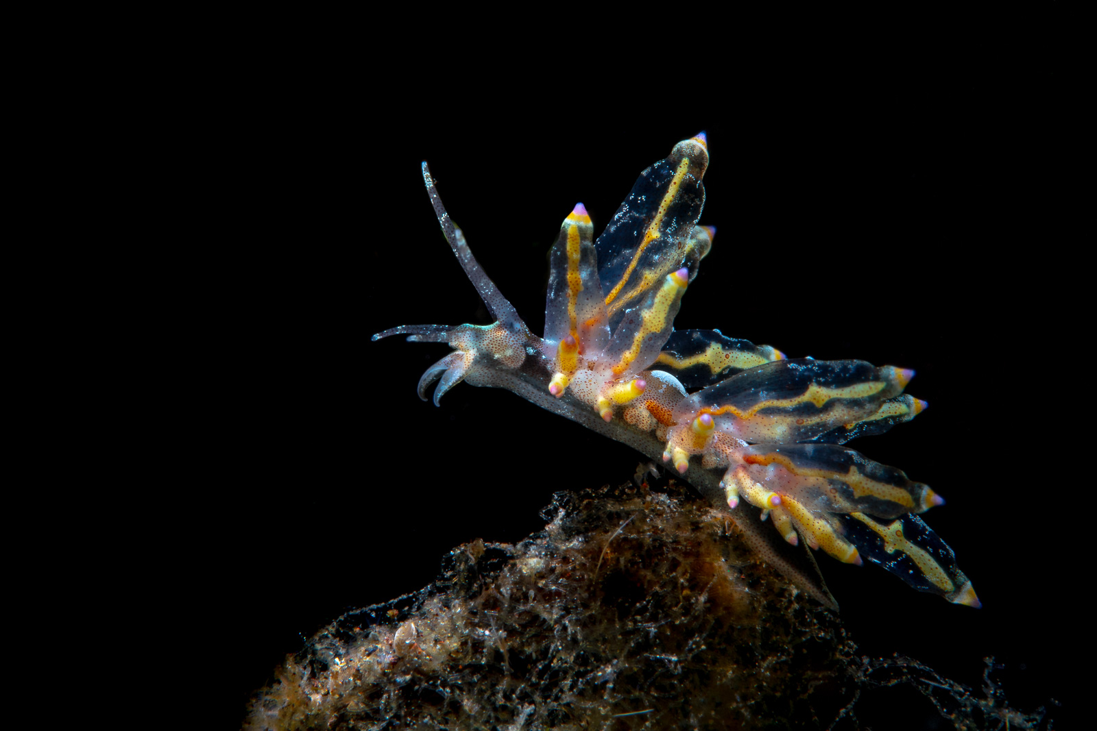 A nudibranch showing its cerata, Tulamben