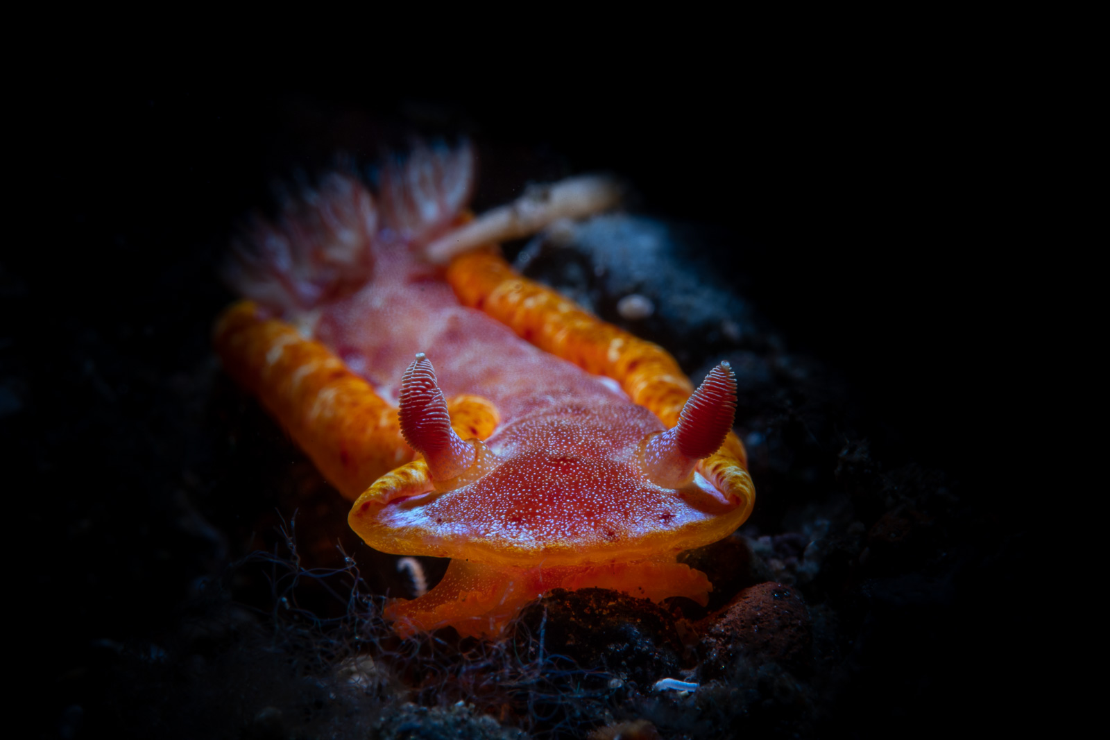 A nudibranch in orange, Tulamben