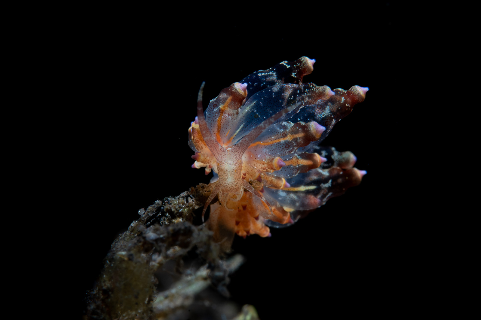 Nudibranch on black, good colour, Tulamben