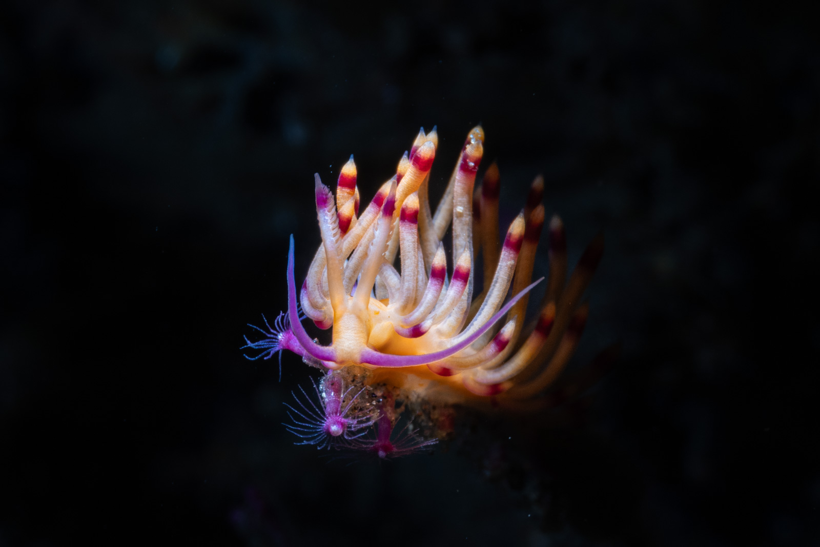 A nudibranch in pink, Tulamben