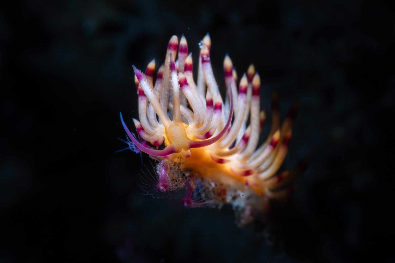 Nudibranch on black, Tulamben