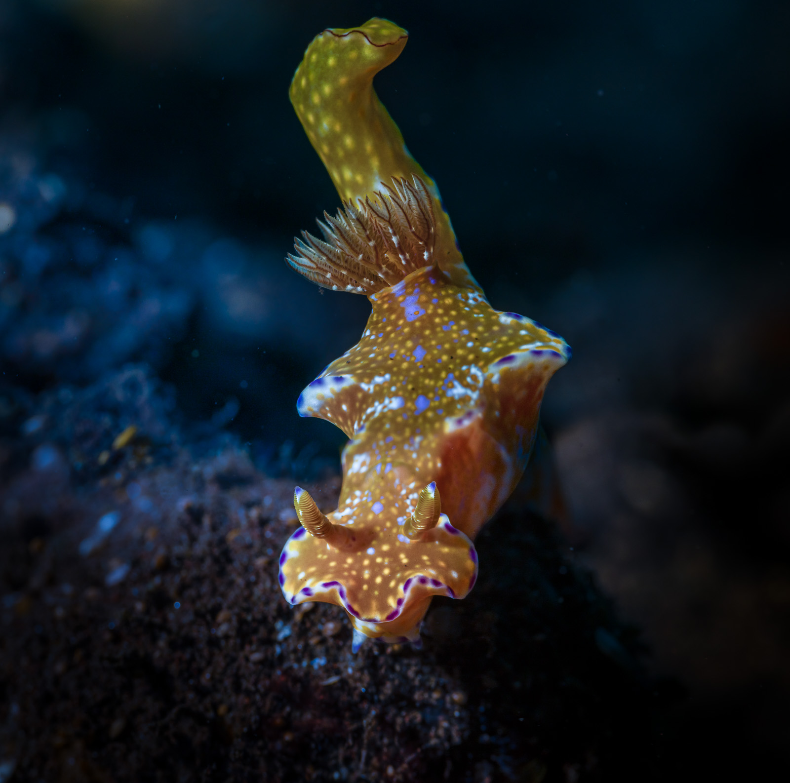 A spotted nudibranch, Tulamben