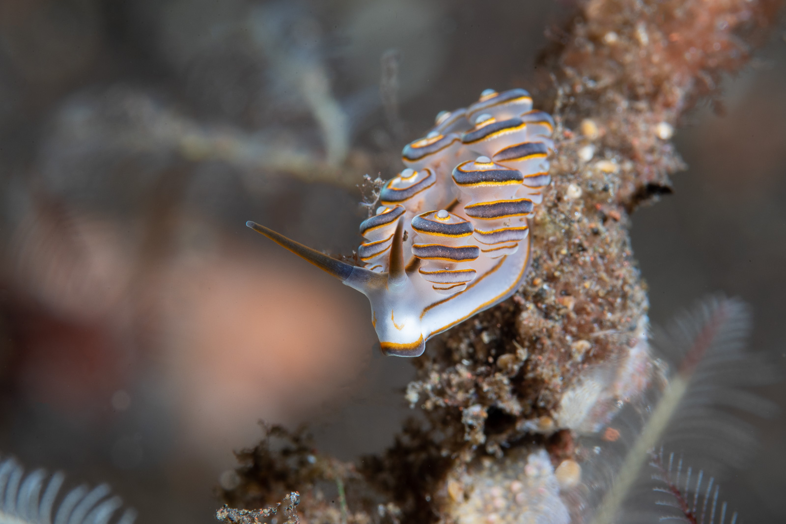 A striped nudibranch, Tulamben