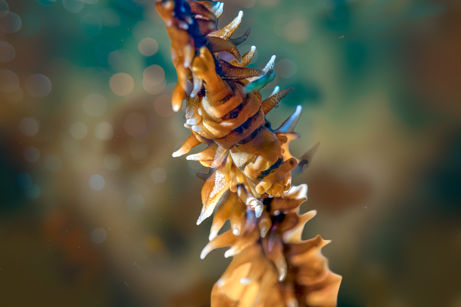 Animal on a whip coral against bokeh, Tulamben