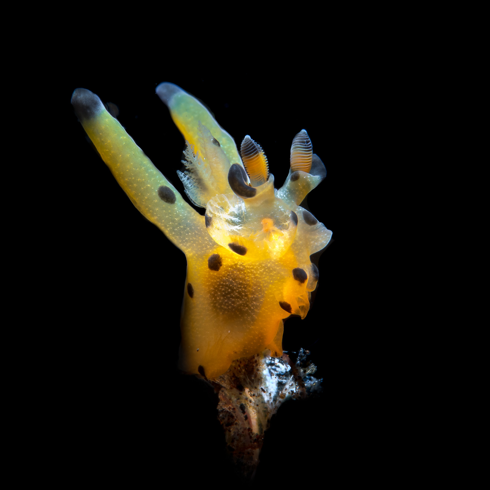 A nudibranch in yellow, Tulamben