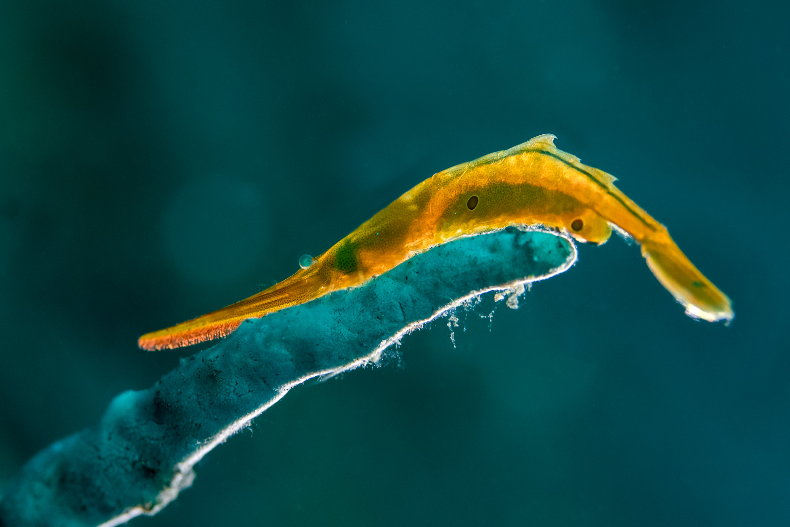 A Tozeuma shrimp, backlit yellow, Tulamben