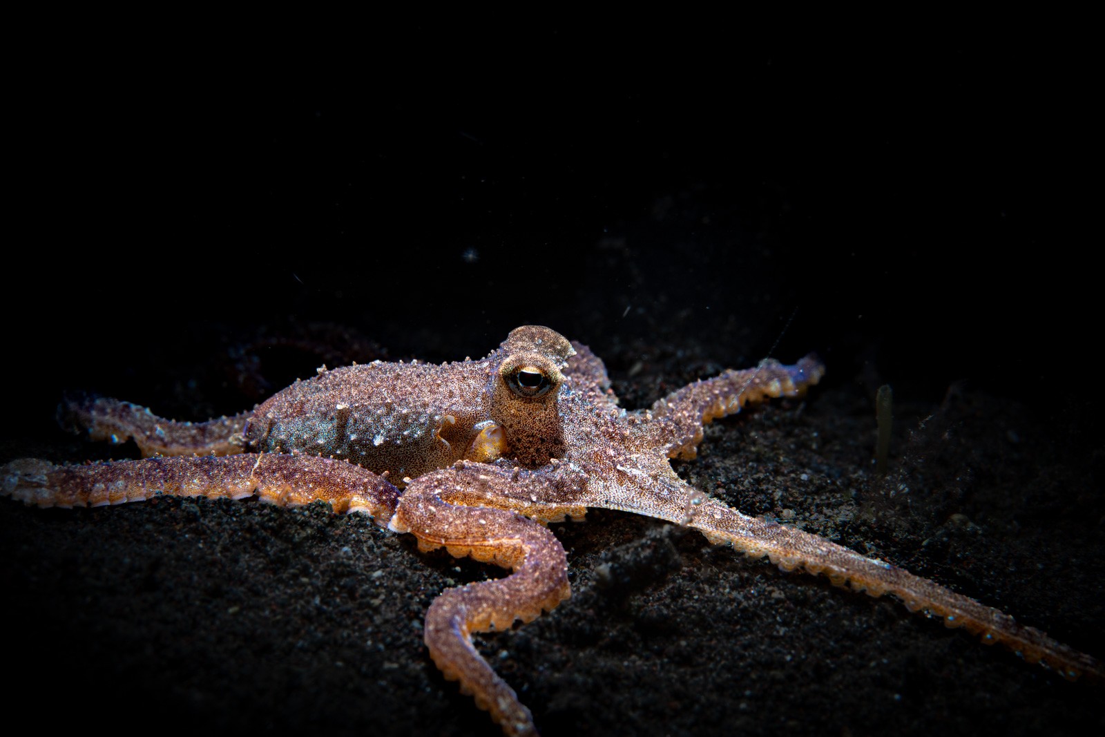 Octopus, arms spread, Tulamben