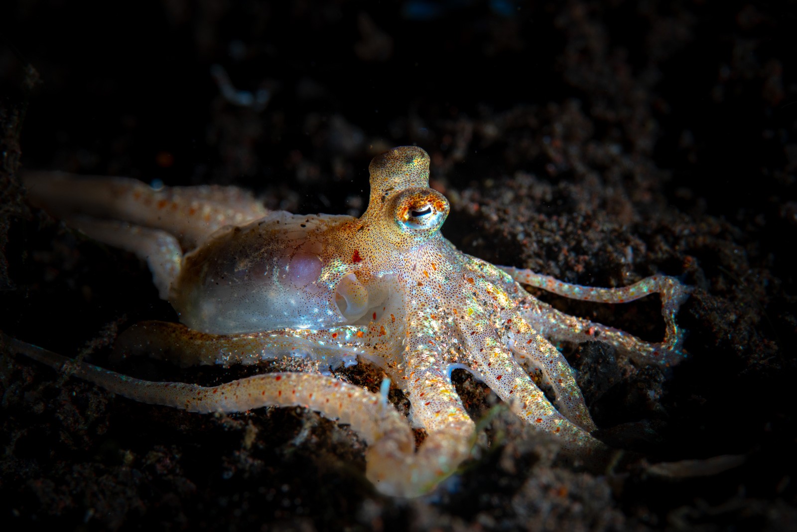 Octopus on black sand, iridescent, Tulamben