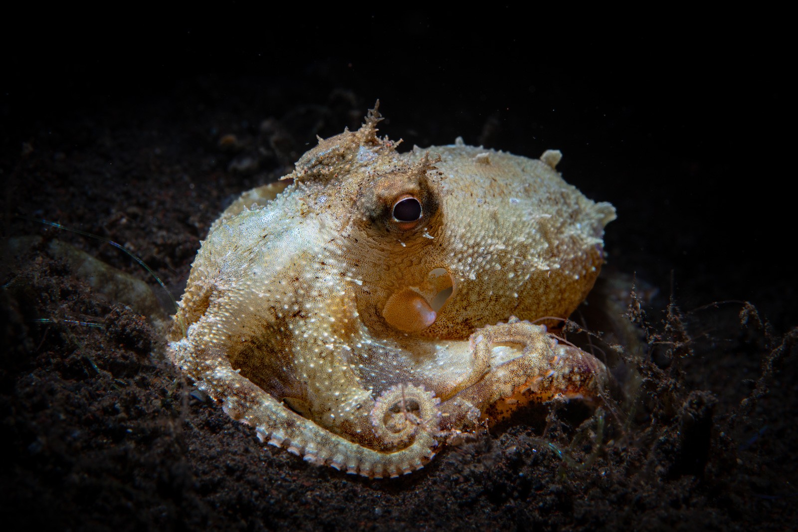 Octopus curled, textured mantle, Tulamben